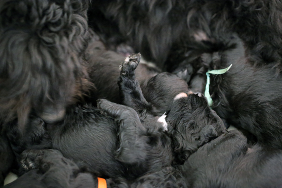 chiots Eden x Buddy de la Velerie 22 mars 2013