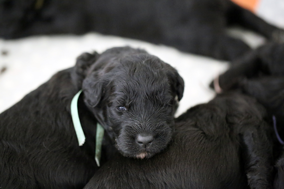 chiots Eden x Buddy de la Velerie 23 mars 2013