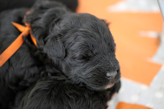 chiots Eden x Buddy de la Velerie 23 mars 2013