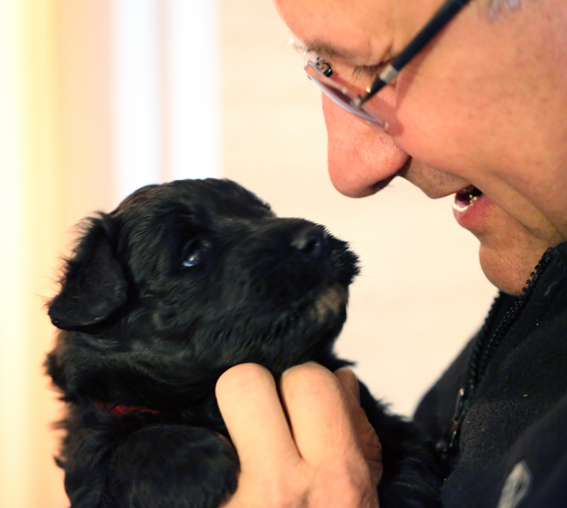 chiots de la Velerie edenx buddy 2013