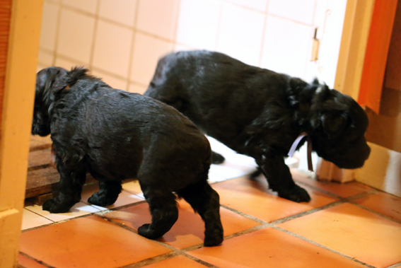 chiots de la Velerie edenx buddy 2013