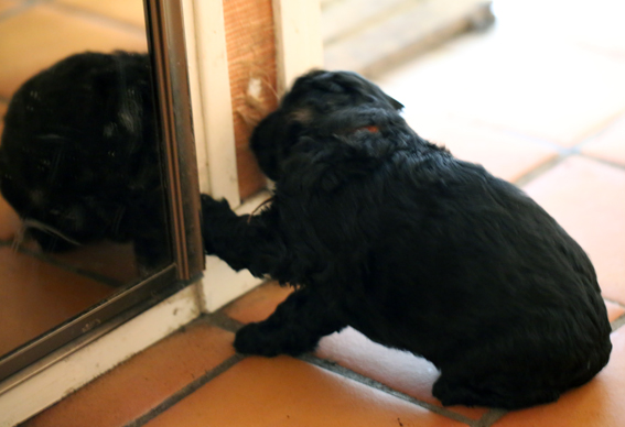 chiots de la Velerie edenx buddy 2013