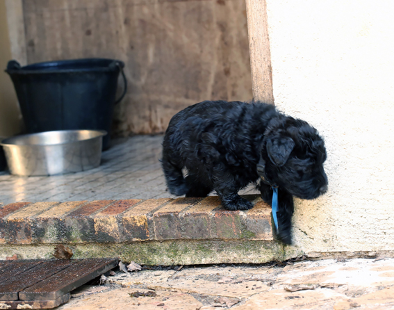 Chiots de la Velerie 7 avril 2013