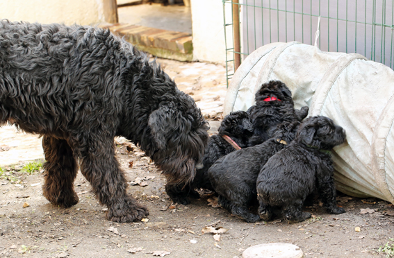 Chiots de la Velerie 7 avril 2013