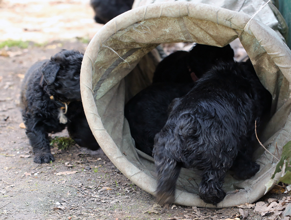 Chiots de la Velerie 7 avril 2013