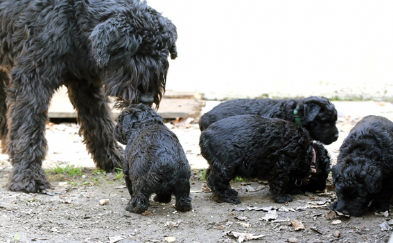 Chiots Velerie 7 avril 2013