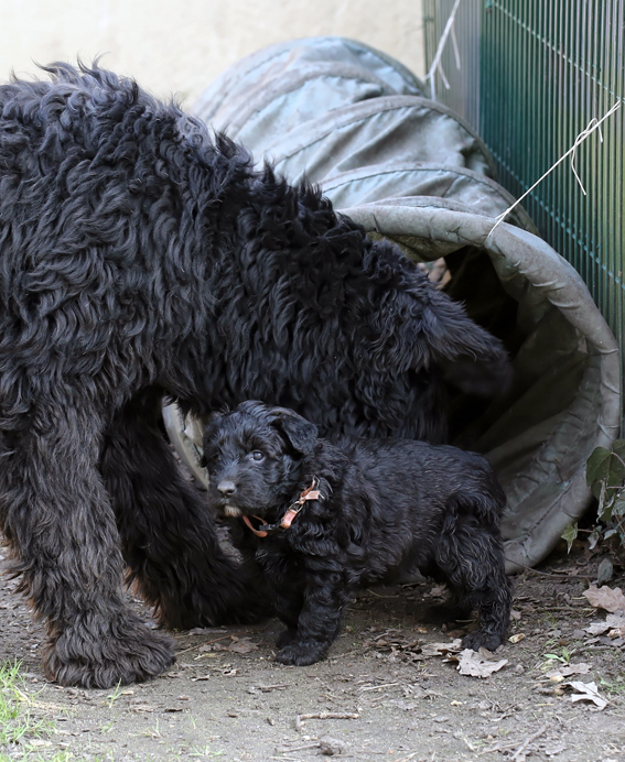 Chiots de la Velerie 7 avril 2013