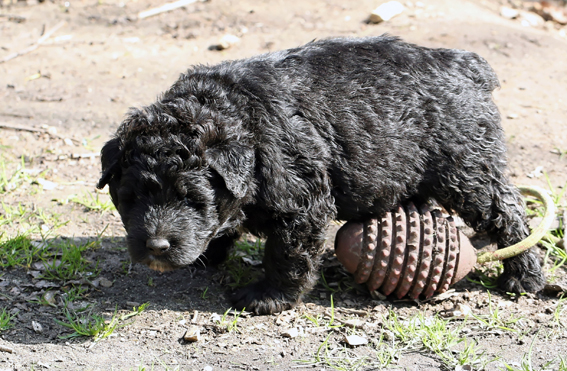 Chiots Velerie 7 avril 2013