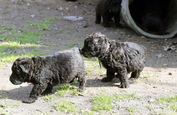 Chiots Velerie 7 avril 2013