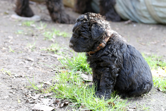 Chiots Velerie 7 avril 2013