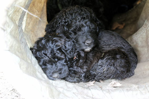 Chiots de la Velerie 7 avril 2013