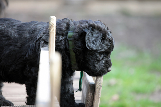 de la Velerie chiots 9 mars 2013