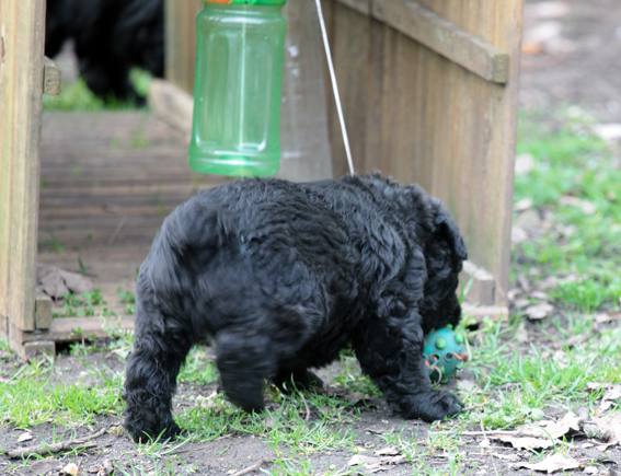 Elevage de la Velerie chiots 2013